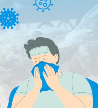 Flu Burung Sedang Mewabah, Apa Bahayanya Untuk Manusia?