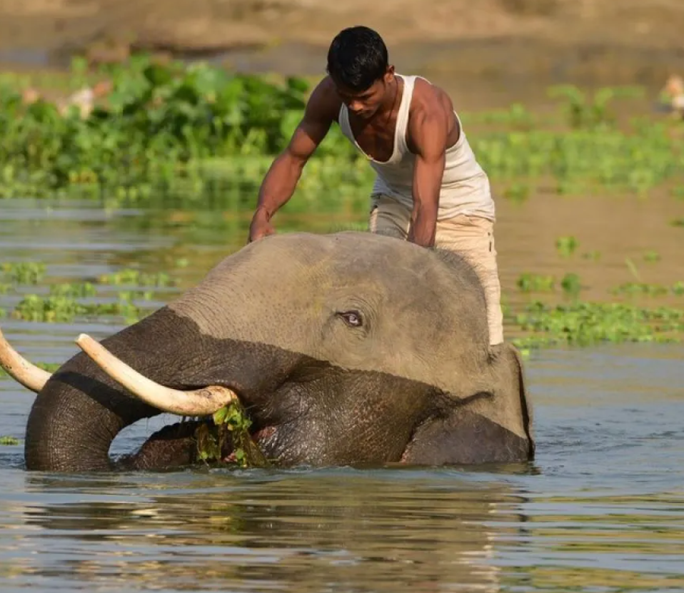 gajah-nyerang-pawang-dan-injak-kerumunan-warga-di-india