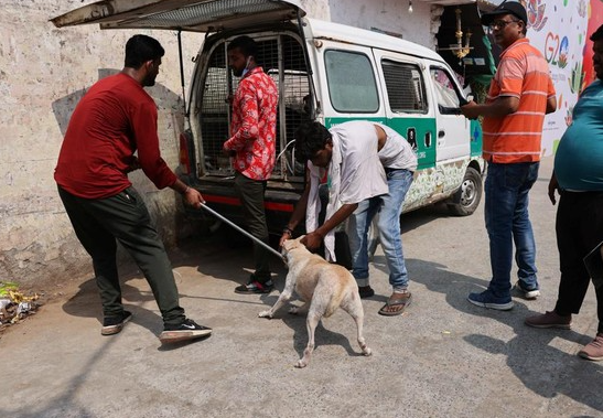 MA India Perintahkan Tangkap Ribuan Anjing Liar